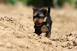 YORKSHIRE TERRIER 454